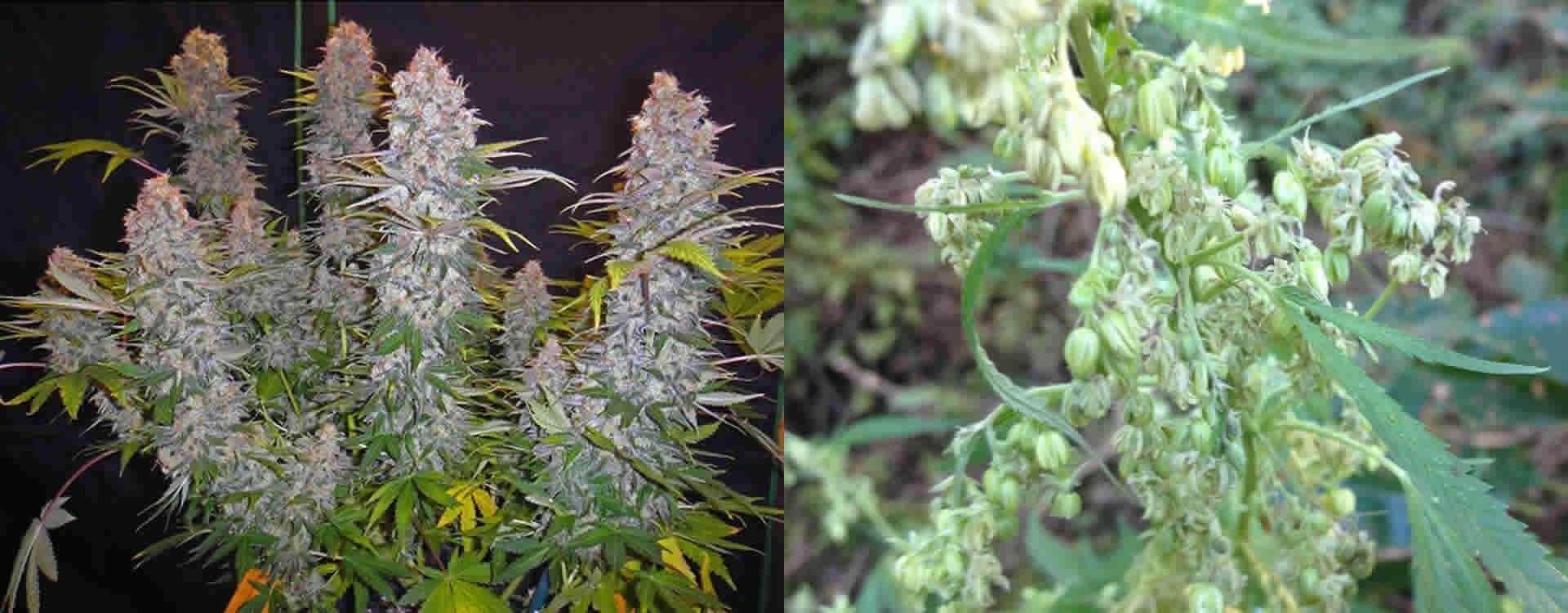 Male vs female cannabis plants